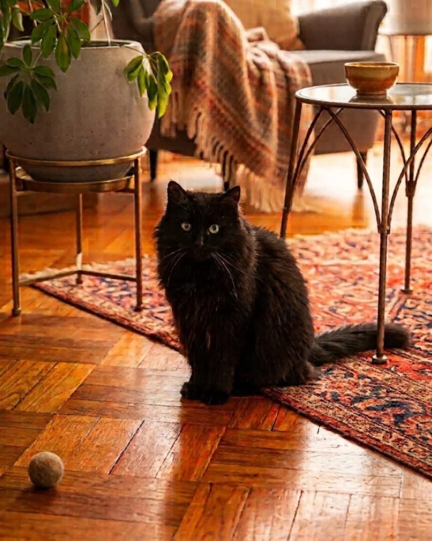 Chat noir et blanc observant de près une femme à lunettes, installés sur un canapé gris près d’une plante verte
