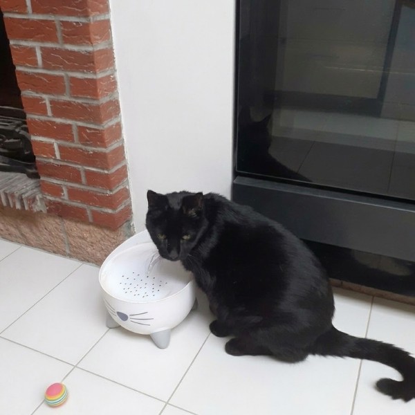 Sam, 17 ans, boit à sa fontaine Beebo, chat noir et blanc, assis sur un buffet en bois clair à côté d’une plante verte