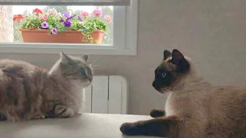 Deux chats face à face sur un meuble, devant une fenêtre ornée d’une jardinière fleurie