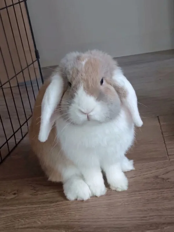 Lapin bélier blanc et fauve aux oreilles tombantes, assis sur un parquet